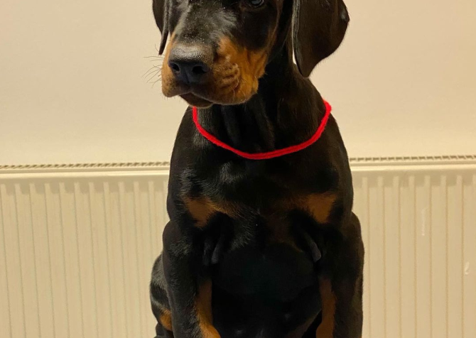 Üst kalite estetikli olarak doberman yavrular